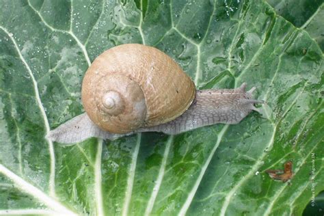  Helix Aspersa: Une Espèce Fascinante Qui Combine La Lentitude Avec Des Capacités Inattendues !