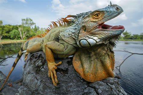  Iguane: Une Créature Fascinante Qui Bascule Entre la Vie Arborée et la Plongée Subaquatique!