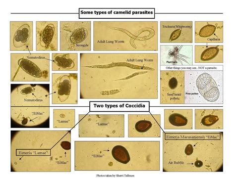 Kryptosporidium! Un Parasite Intestinal Qui Sème La Panique Chez Les Animaux Et L'Homme Alike