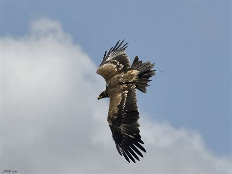  L'Aigle Royal: Un Maître du Ciel aux Griffes Tranchantes et à la Vue Perçante