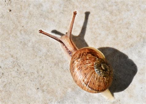  Ombrelle! Une Escargot de Mer Magnifique et Solitaire qui se Déplace avec Élégance