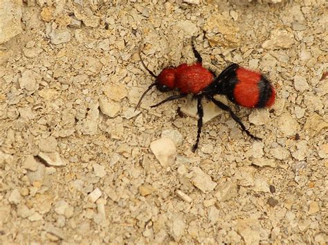  Red Velvet Ant:  Discover the Fuzzy Menace that Will Sting You Like Fire!