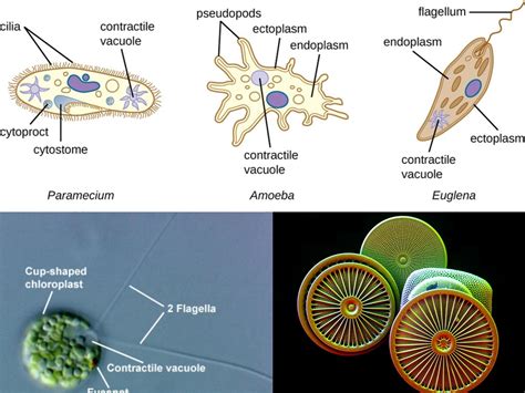  Reticulomyxa - Un organisme unicellulaire fascinant qui nage et se nourrit avec des pseudopodes!