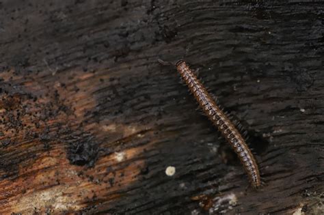  Witteonus! Un Diplopode à la Silhouette Inhabituelle et aux Habitudes Nocturnes Fascinantes