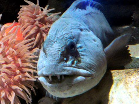  Wolffish: A Creature that Can Crack Clams, But Prefers Shrimp Cocktails?