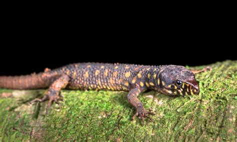  Yellow-Spotted Lizard: Un majestueux reptile à écailles scintillantes qui brille de mille feux sous le soleil tropical!