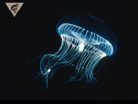  Aequorea victoria: Un magnifique exemple de bioluminescence en pleine mer!