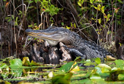  Alligator: Un Prédateur Patient aux Écailles Imprégnées de l'Éternité des Marais