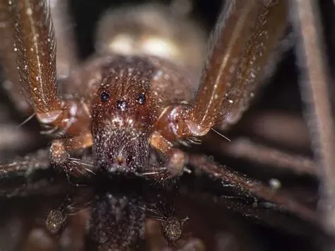  Brown Recluse Spider: A Shy Wanderer with Venomous Bite Lurking in Forgotten Corners!