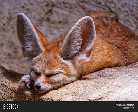  Fennec ! Un petit renard du désert aux oreilles disproportionnées qui arbore fièrement son pelage clair pour affronter les températures extrêmes.