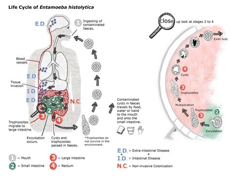  Investigate the Intriguing Inextricable Life Cycle of the _Iodamoeba_!