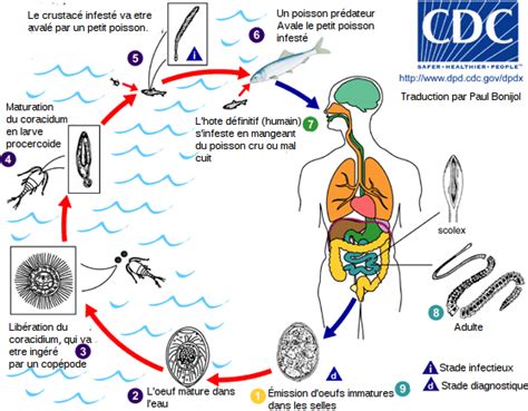  Justiciapithecus! Ce Parasite Intestinale Qui Aime La Vie Sur Le Bord De L'Abîme