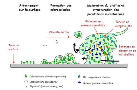  Kentrophoros: Un Dévoreur de Biofilms Microscopiques aux Cils Incessants!