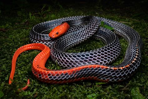  Krait! Un Serpent Mystérieux Aux Écailles Métalliques Et Au Regard Perçant