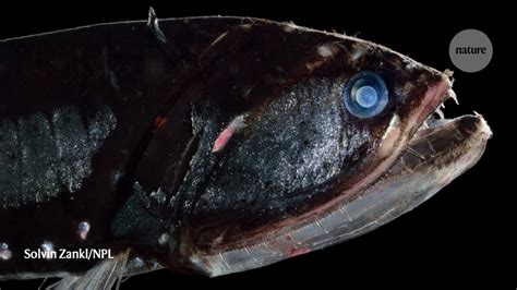  Kumlien's Herring: A Deep-Sea Dweller That Dives Deep into the Twilight Zone!