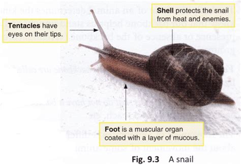  Limax! Un Gastéropode Déconcertant Qui Se Déplace Grâce à une Vague Musculaire Fascinante