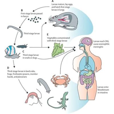  Microbothrium! Un petit parasite aux grandes conséquences pour les poissons