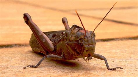  Oreilles de crickets! Découvrez les secrets d'une créature aux antennes fascinantes