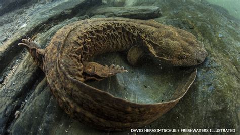  Hors de l'ordinaire! Découvrez le fascinant hellbender et ses étonnantes capacités à respirer sous l'eau grâce à sa peau ridée.