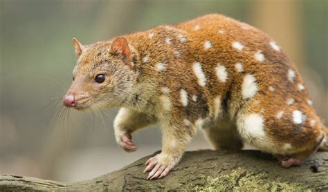  Quoll! This Tiny Tasmanian Predator is More Than Meets the Eye