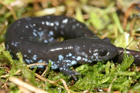  Salamandre à points d'or: Un petit amphibien fascinant qui aime les feuilles mortes et se déplace avec grâce!