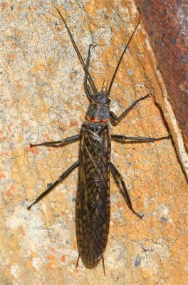  Stonefly! Un insecte fascinant aux ailes membraneuses qui aime les eaux fraîches et courantes