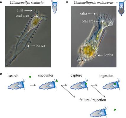  Williamsia: Un Cilié Microscopic Qui danse sur les Battements de son Cilia!