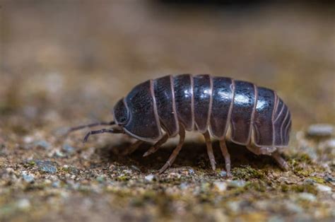  Woodlouse, Cet Animal Inattendu Cache Ses Secrets Sous une Roche Décomposée !