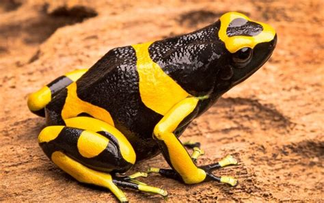  Yellow-Banded Poison Dart Frog: Un Petit Batracien Venimeux Qui Possède un Charme Indéniable et une Toxicité Incroyable!